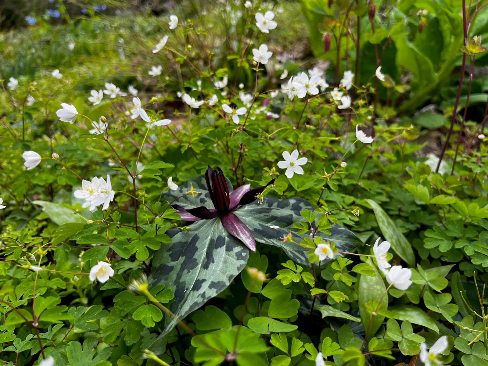 Rue Anemone (Anemonella Thalictroides) — generally making a presence from March through May.<br><br>Hardy in USDA zones 4 through 8; perennial with, image 62