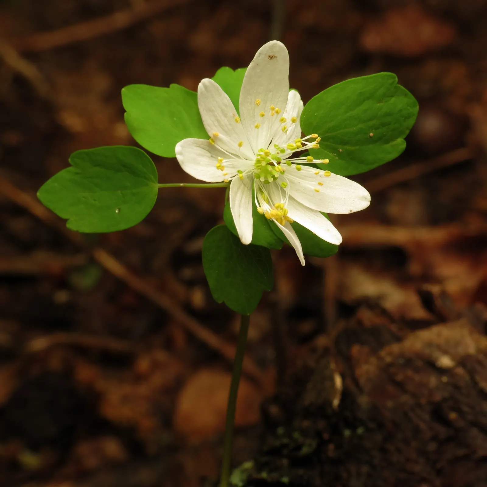 Rue Anemone (Anemonella Thalictroides) — perennial with pink blooms; generally making a presence from March through May.<br><br>Hardy in USDA zones, image 71