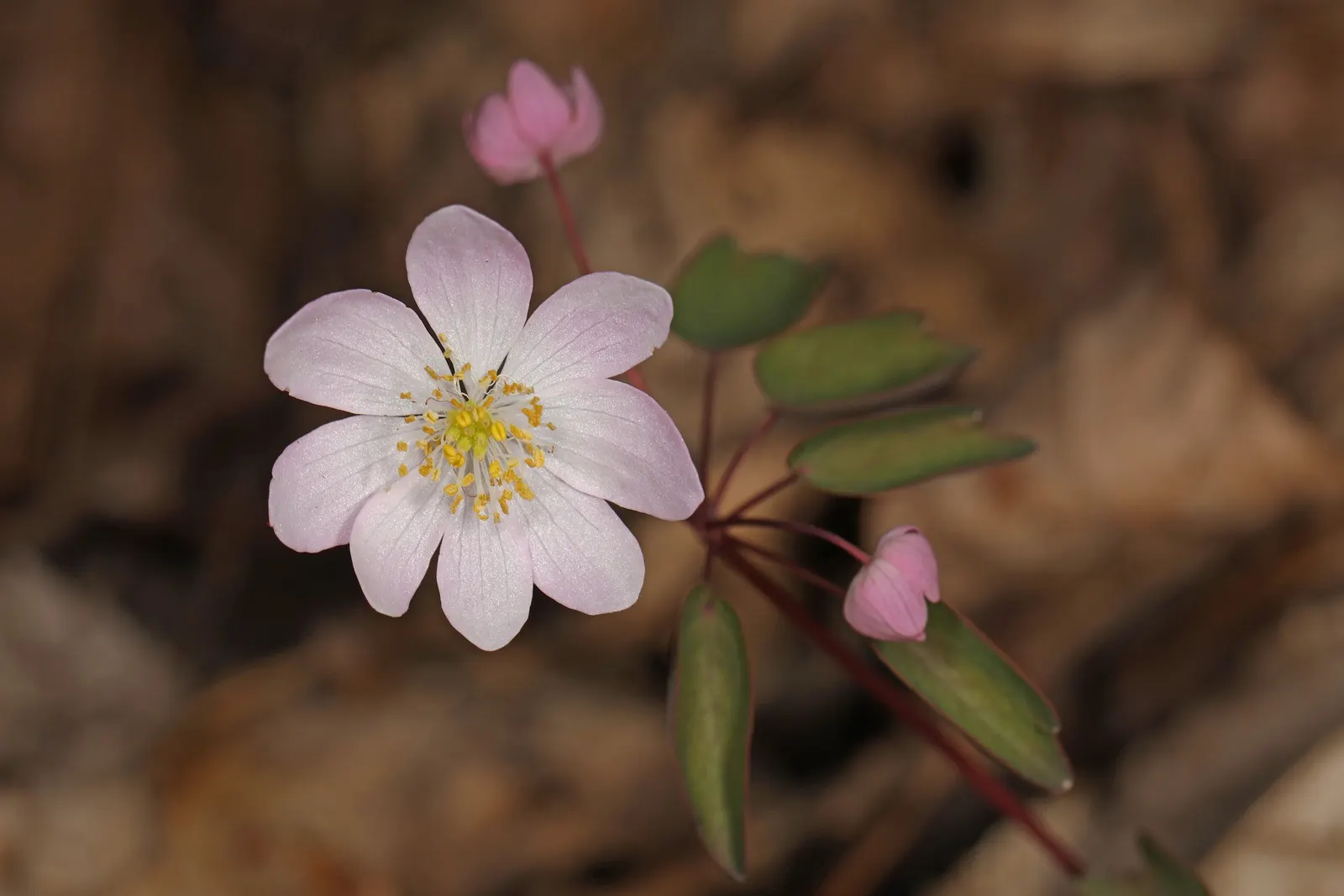 Rue Anemone (Anemonella Thalictroides) — Rue Anemone (Anemonella thalictroides) is a delicate, woodland perennial, thriving in partial to full, image 73