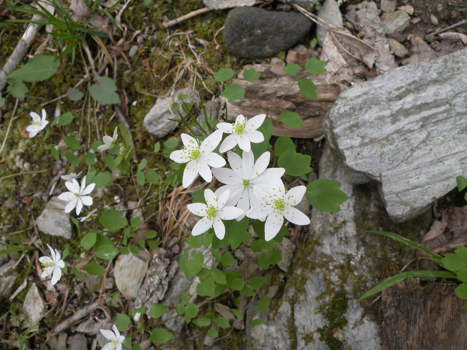 Rue Anemone (Anemonella Thalictroides) — perennial with pink blooms; generally making a presence from March through May.<br><br>Hardy in USDA zones 4 through 8