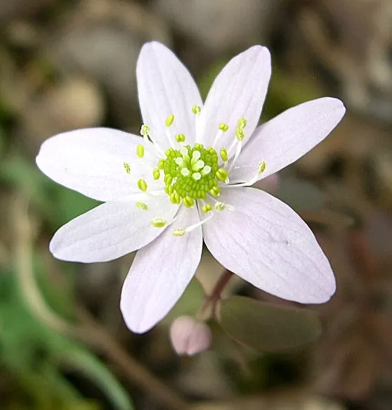 Rue Anemone (Anemonella Thalictroides) — Rue Anemone (Anemonella thalictroides) is a delicate, woodland perennial, thriving in partial to full, image 49