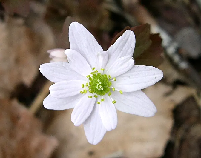 Rue Anemone (Anemonella Thalictroides) — offering early-season blooms and compatibility with other shade-loving perennials such as Ferns and, image 93