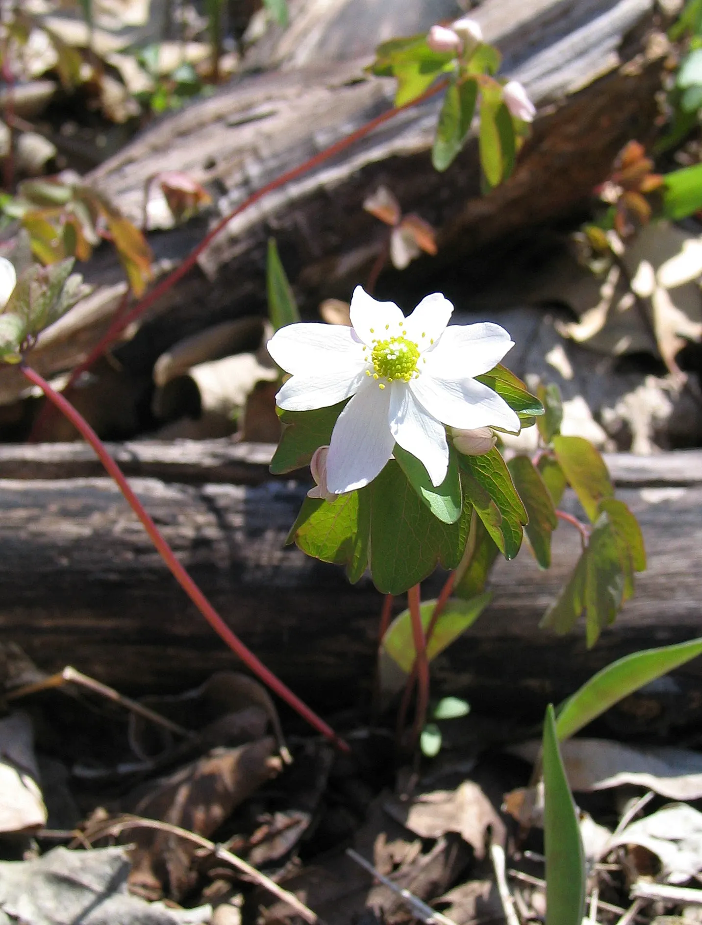 Rue Anemone (Anemonella Thalictroides) — Ideal for naturalized areas, it is a low-maintenance choice for adding soft texture beneath canopy trees, image 53