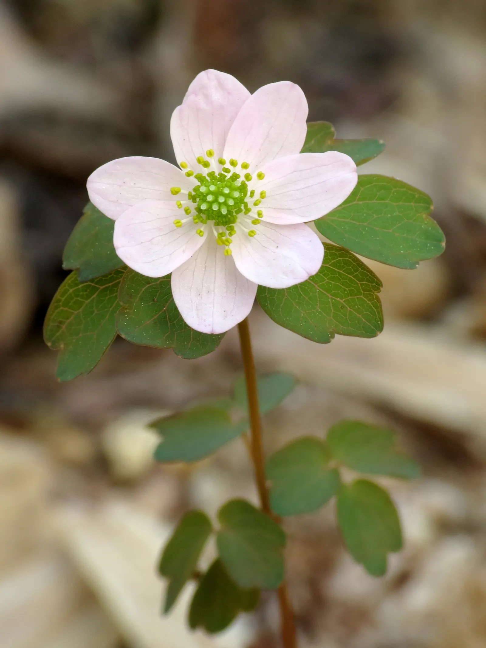 Rue Anemone (Anemonella Thalictroides) — lobed foliage - reminiscent of Thalictrum species; humus-rich soil and thrives in pH conditions ranging from slightly