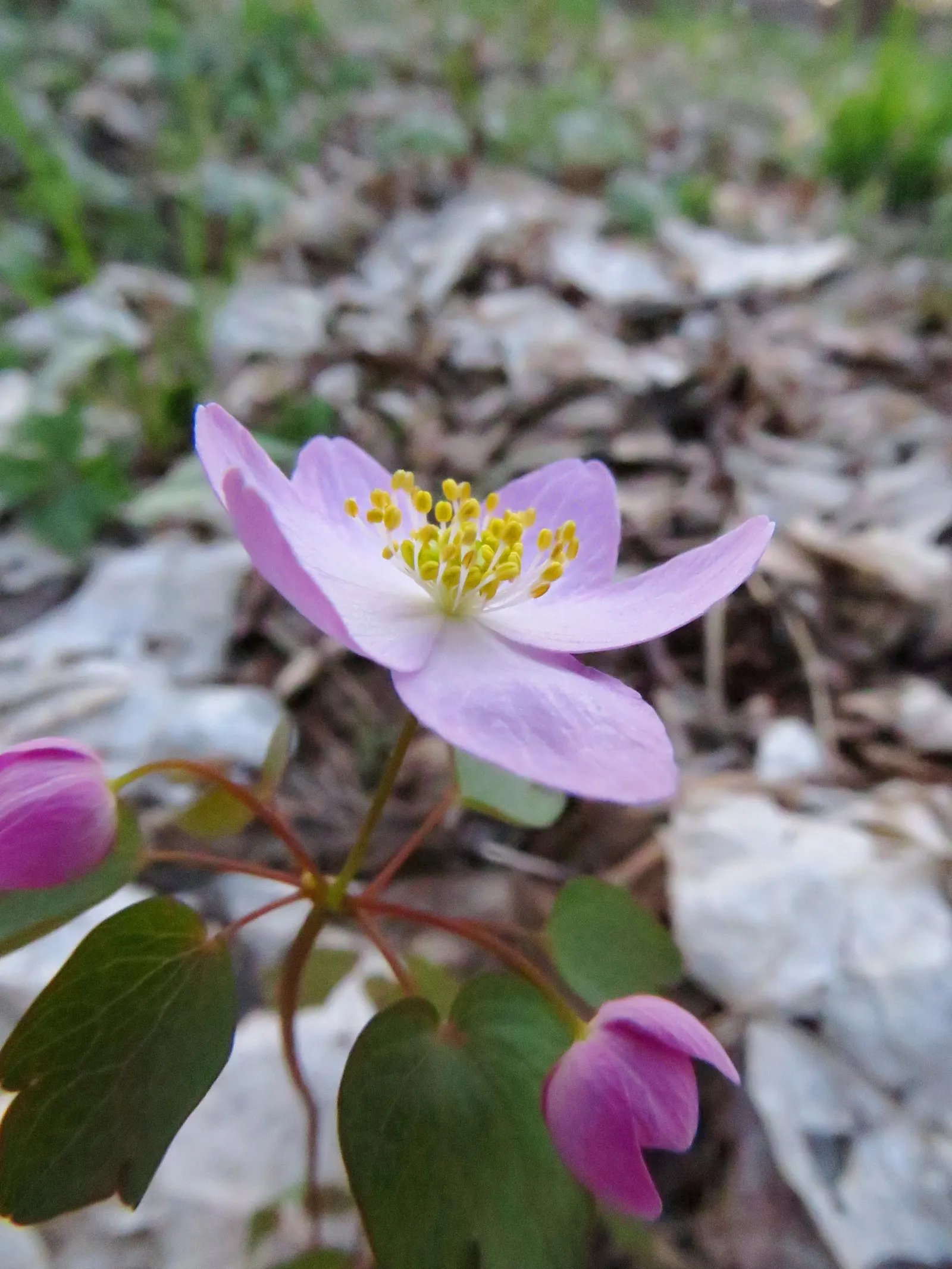 Rue Anemone (Anemonella Thalictroides) — wiry stems that rise above the plant's distinctive; cup-shaped flowers that range in color from pure white to soft pink