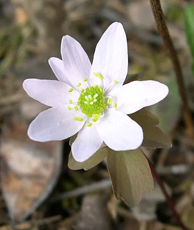 Rue Anemone (Anemonella Thalictroides) — pink flowers in the garden; native woodland perennial that fits exquisitely into a shaded garden design, image 70