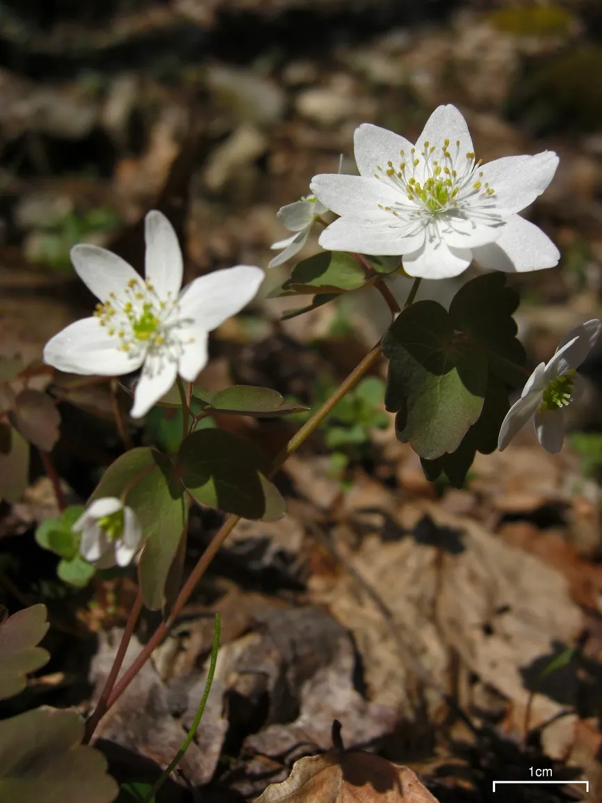 Rue Anemone (Anemonella Thalictroides) — the Rue Anemone displays charming