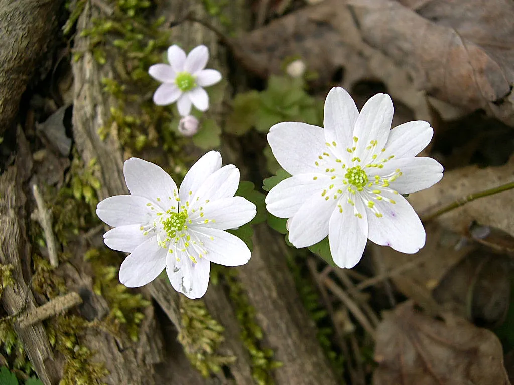 Rue Anemone (Anemonella Thalictroides) — though it should be noted that it does not tolerate wet feet; each with a sunny yellow center