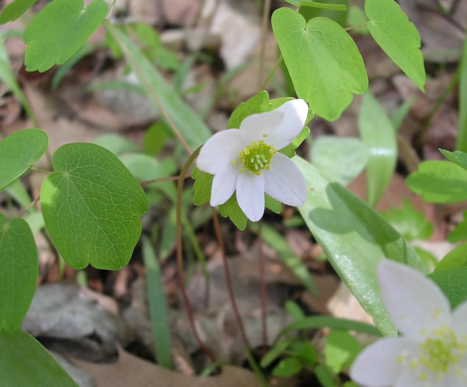 Rue Anemone (Anemonella Thalictroides) — humus-rich soil and thrives in pH conditions ranging from slightly acidic to neutral; lobed foliage, image 64