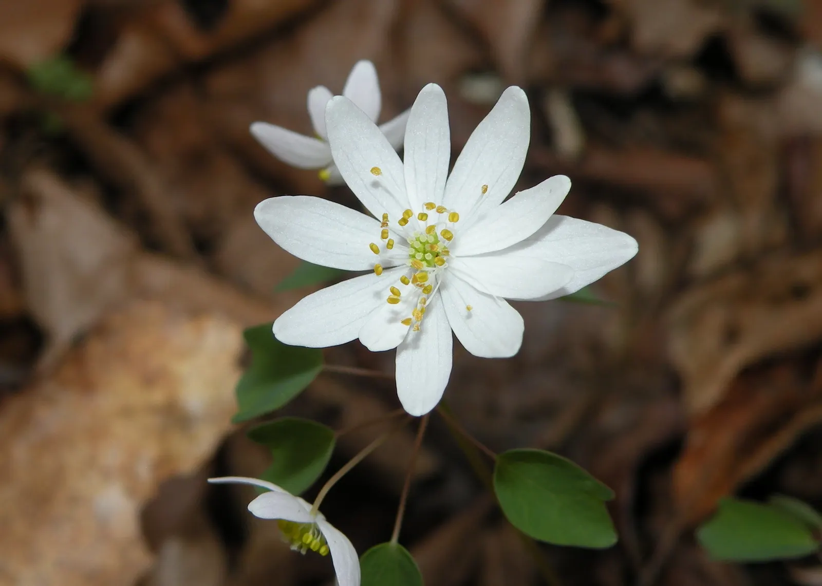 Rue Anemone (Anemonella Thalictroides) — lobed foliage - reminiscent of Thalictrum species; humus-rich soil and thrives in pH conditions ranging, image 85