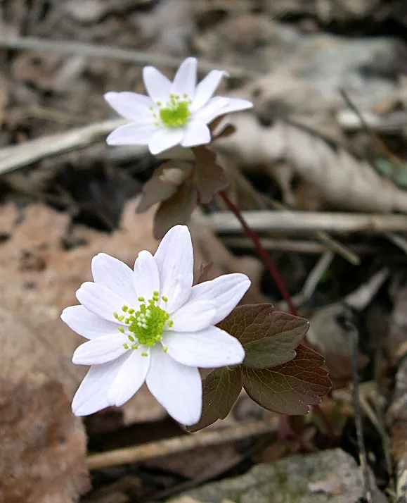 Rue Anemone (Anemonella Thalictroides) — cup-shaped flowers that range in color from pure white to soft pink