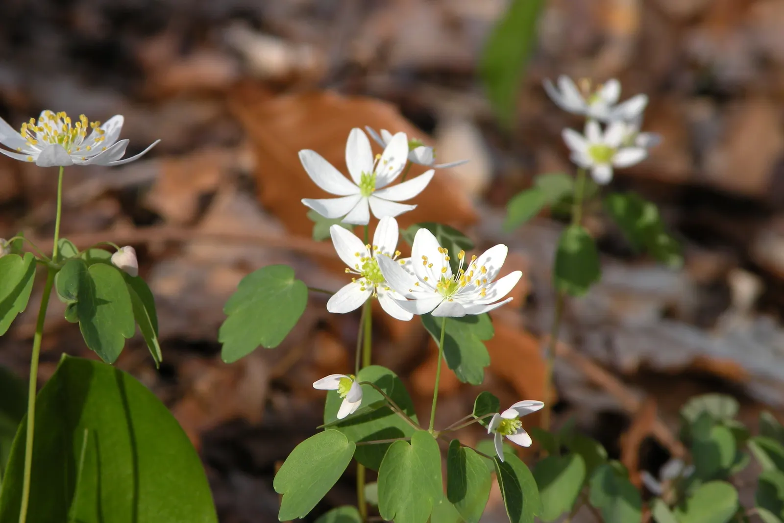 Rue Anemone (Anemonella Thalictroides) — native woodland perennial that fits exquisitely into a shaded garden design; pink flowers in the garden, image 55