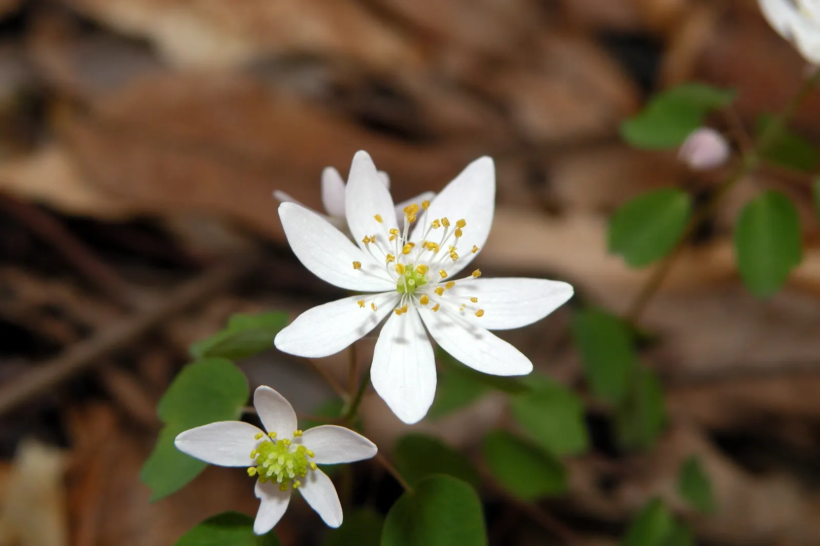 Rue Anemone (Anemonella Thalictroides) — wiry stems that rise above the plant's distinctive; cup-shaped flowers that range in color from pure white, image 60