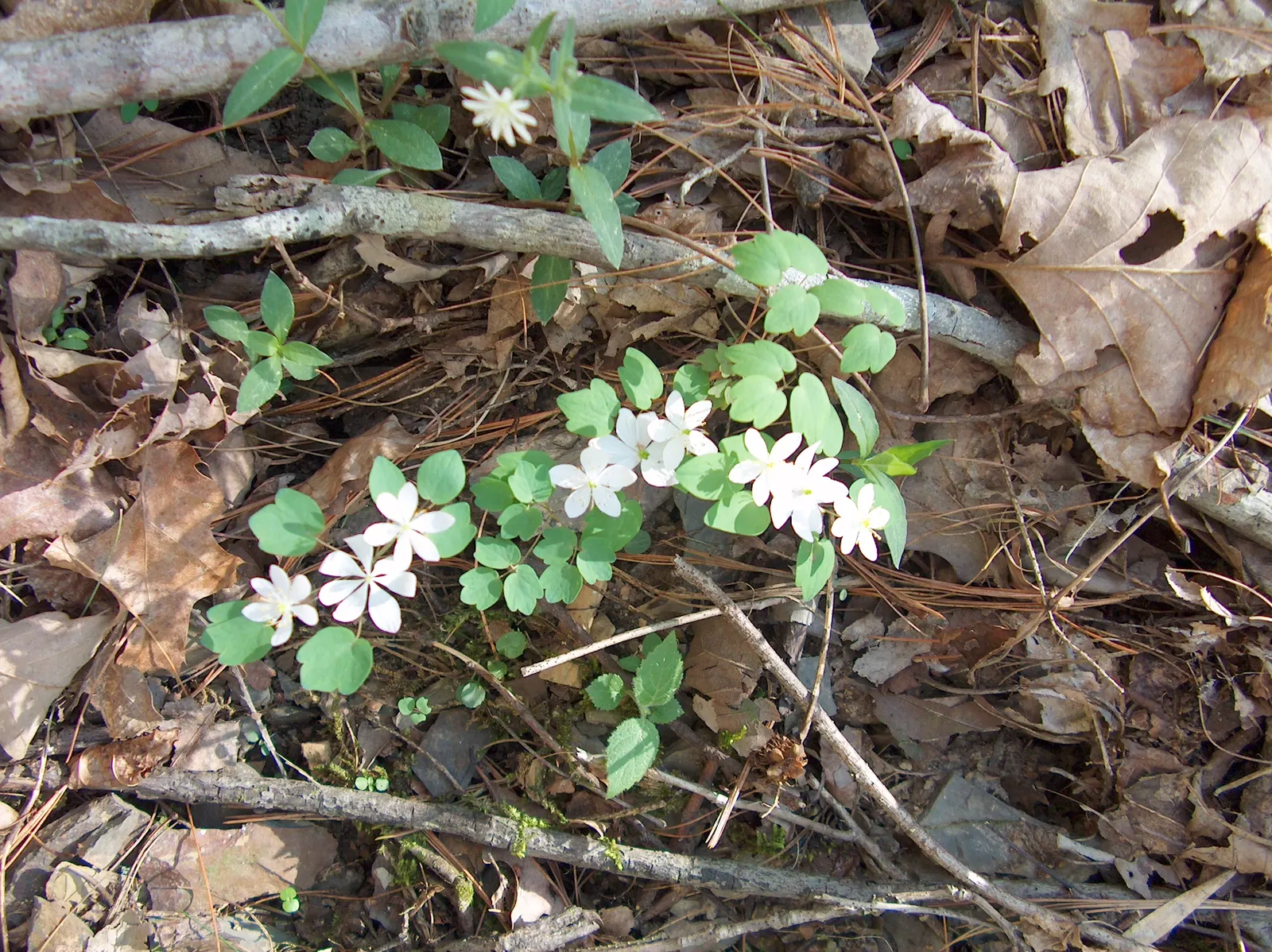 Rue Anemone (Anemonella Thalictroides) — Once established, Rue Anemone forms clumping mounds up to a foot in width; anemonella thalictroides is an excellent