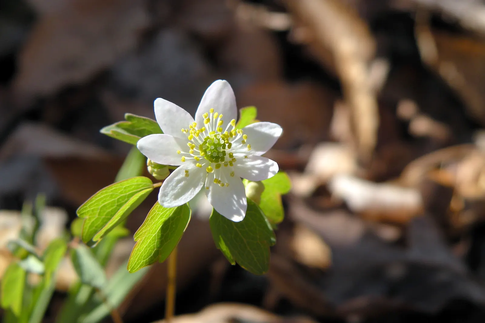 Rue Anemone (Anemonella Thalictroides) — Once established, Rue Anemone forms clumping mounds up to a foot in width; anemonella thalictroides is an, image 89