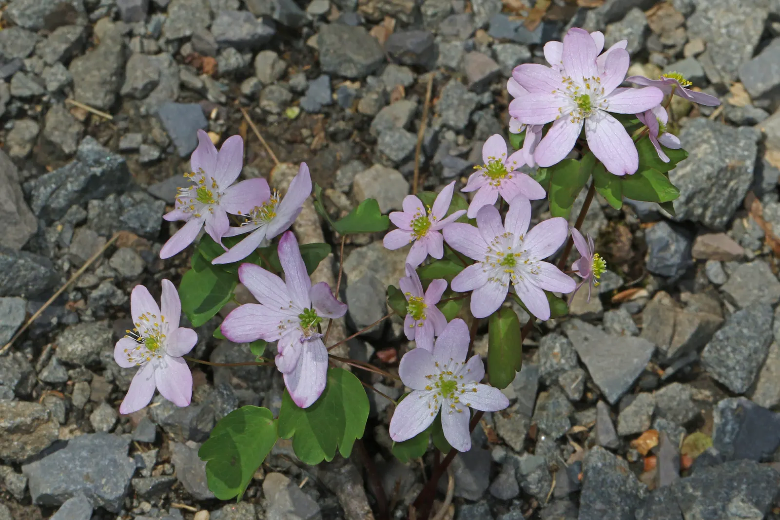 Rue Anemone (Anemonella Thalictroides) — perennial for full or half; offering early-season blooms and compatibility with other shade-loving, image 96