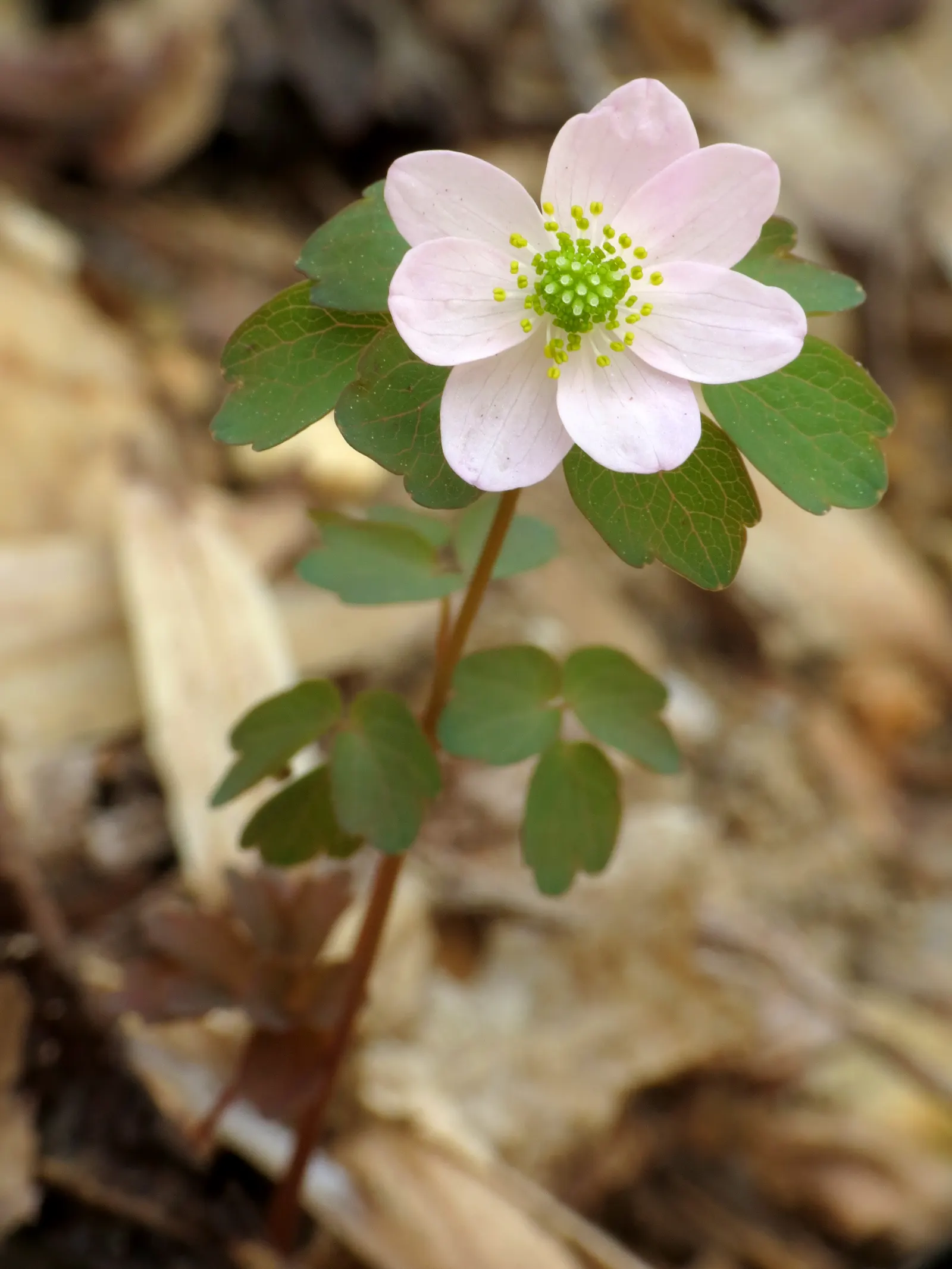 Rue Anemone (Anemonella Thalictroides) — humus-rich soil and thrives in pH conditions ranging from slightly acidic to neutral