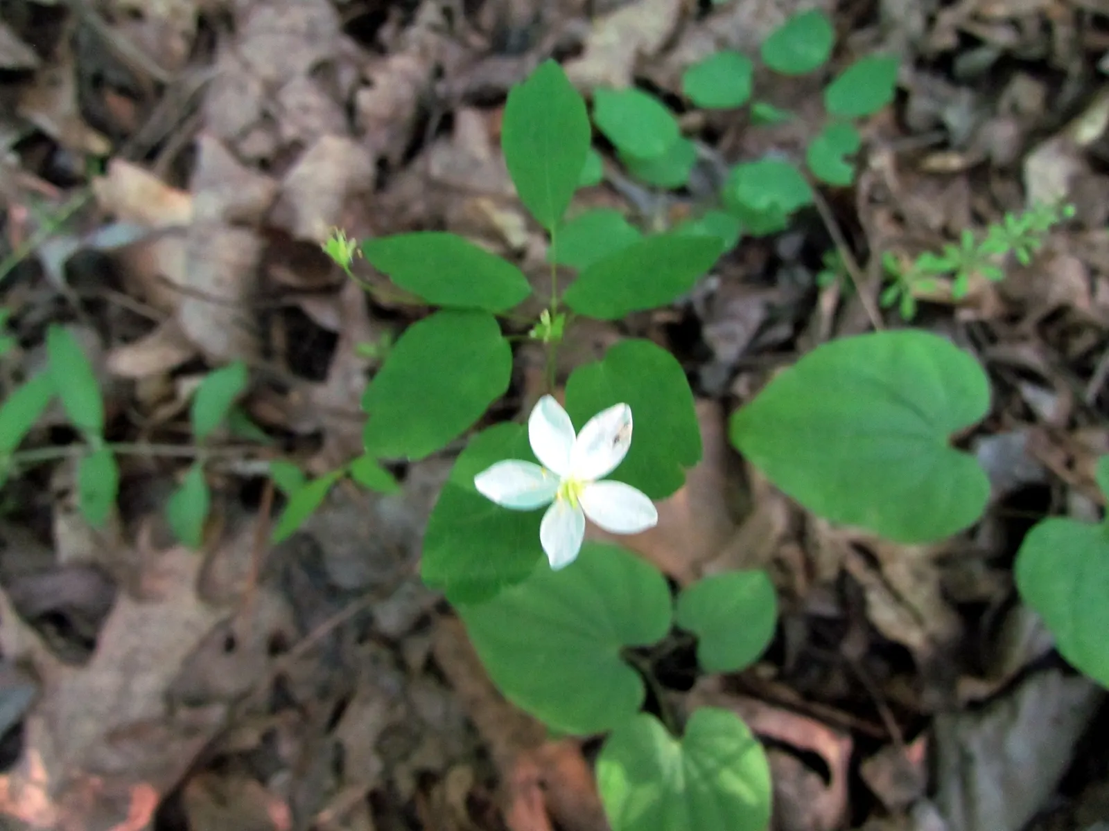 Rue Anemone (Anemonella Thalictroides) — In early spring, it bears white or soft pink blossoms that add a subtle charm to any garden
