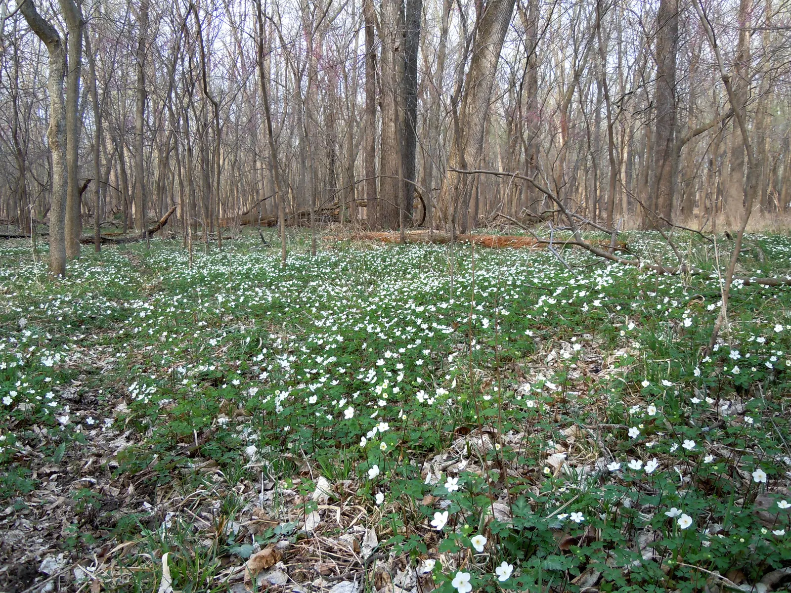 Rue Anemone (Anemonella Thalictroides) — Rue Anemone (Anemonella thalictroides) is a delicate, woodland perennial, thriving in partial to full shade; prefers