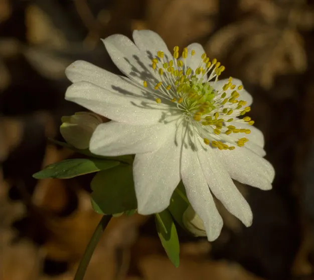 Rue Anemone (Anemonella Thalictroides) — It requires minimal maintenance; in early spring, it bears white or soft pink blossoms that add a subtle charm to any
