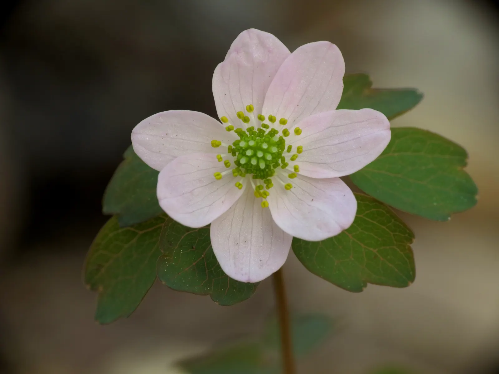 Rue Anemone (Anemonella Thalictroides) — perennial for full or half
