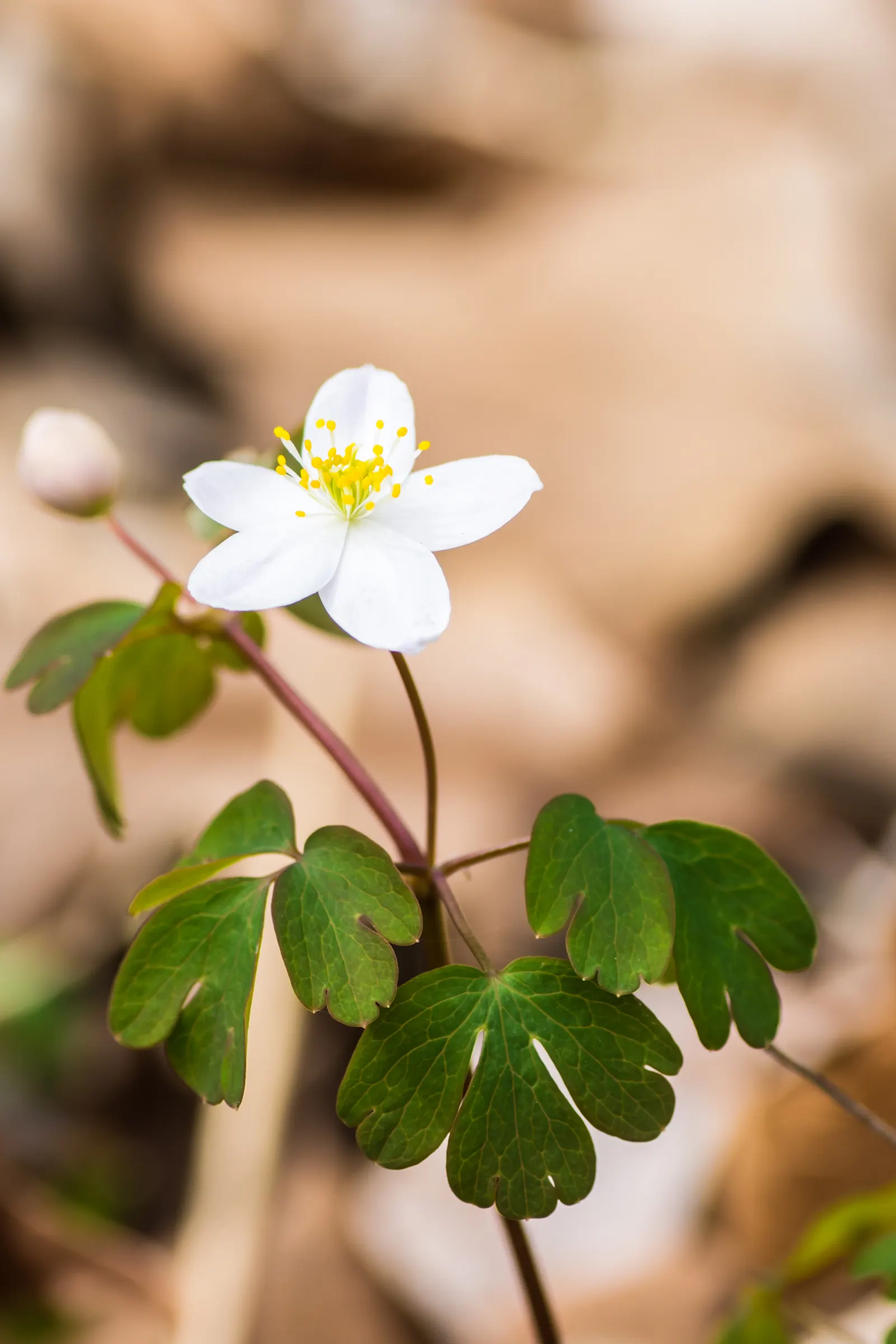 Rue Anemone (Anemonella Thalictroides) — the Rue Anemone displays charming; ideal for naturalized areas, it is a low-maintenance choice for adding soft texture