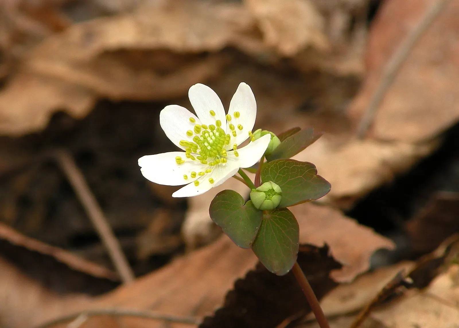 Rue Anemone (Anemonella Thalictroides) — lobed foliage - reminiscent of Thalictrum species