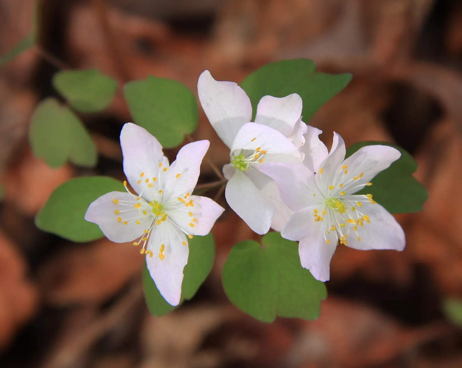 Rue Anemone (Anemonella Thalictroides) — generally making a presence from March through May.<br><br>Hardy in USDA zones 4 through 8; perennial with pink blooms