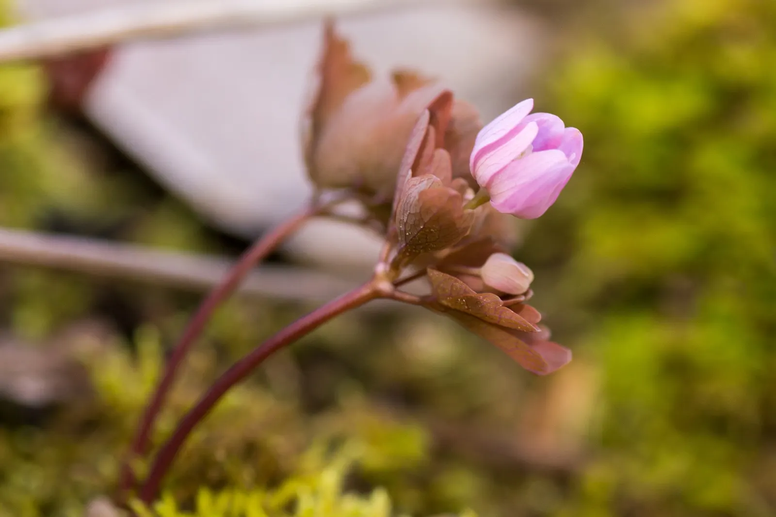 Rue Anemone (Anemonella Thalictroides) — Prefers well-drained, humus-rich soil; rue Anemone (Anemonella thalictroides) is a delicate, woodland perennial