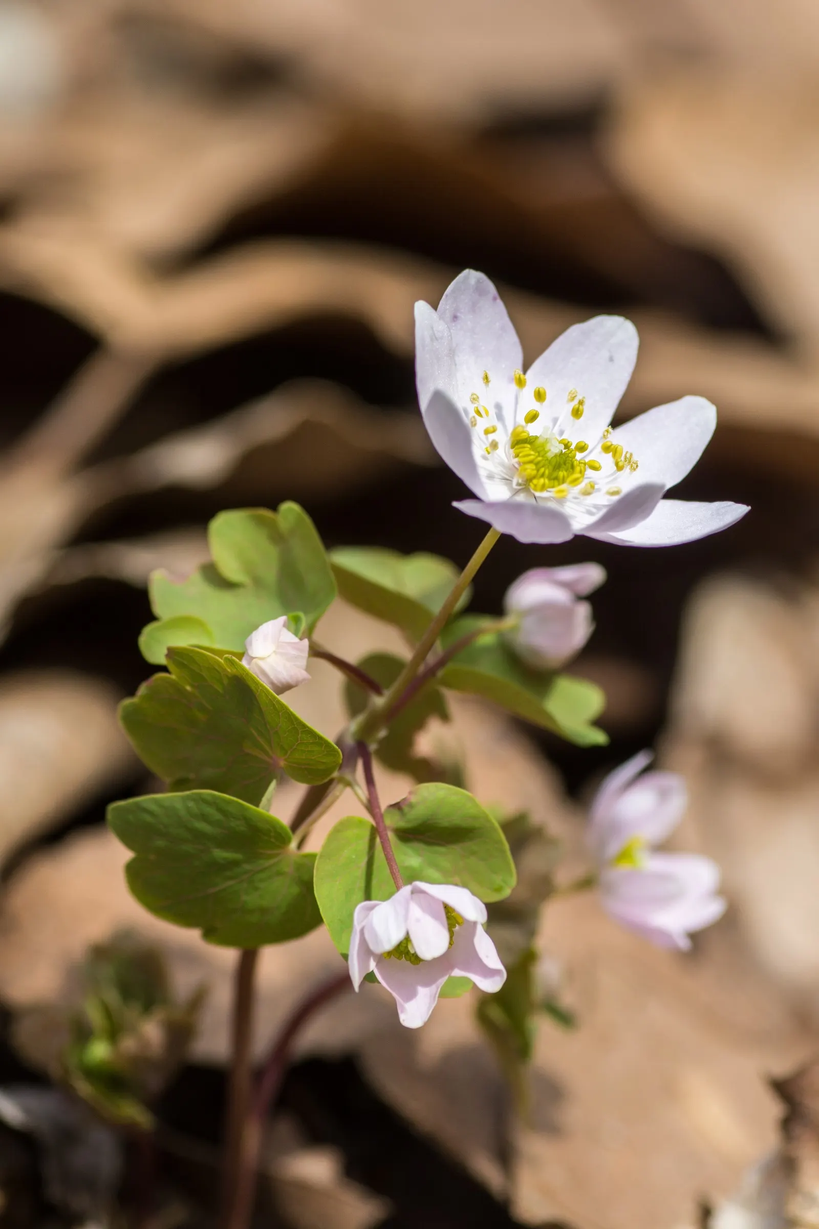 Rue Anemone (Anemonella Thalictroides) — offering early-season blooms and compatibility with other shade-loving perennials such as Ferns and Hostas