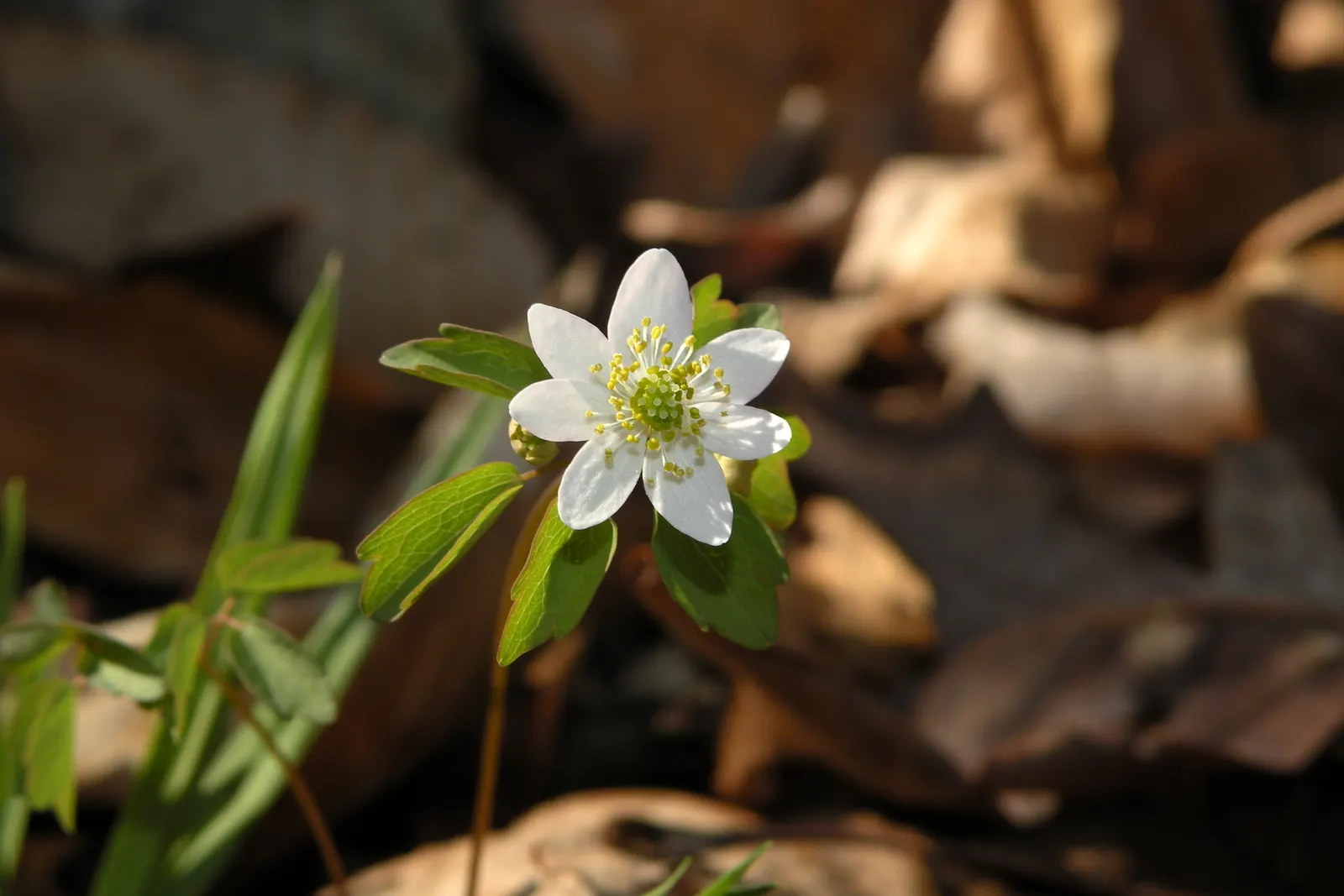 Rue Anemone (Anemonella Thalictroides) — perennial with pink blooms; generally making a presence from March through May.<br><br>Hardy in USDA zones, image 95