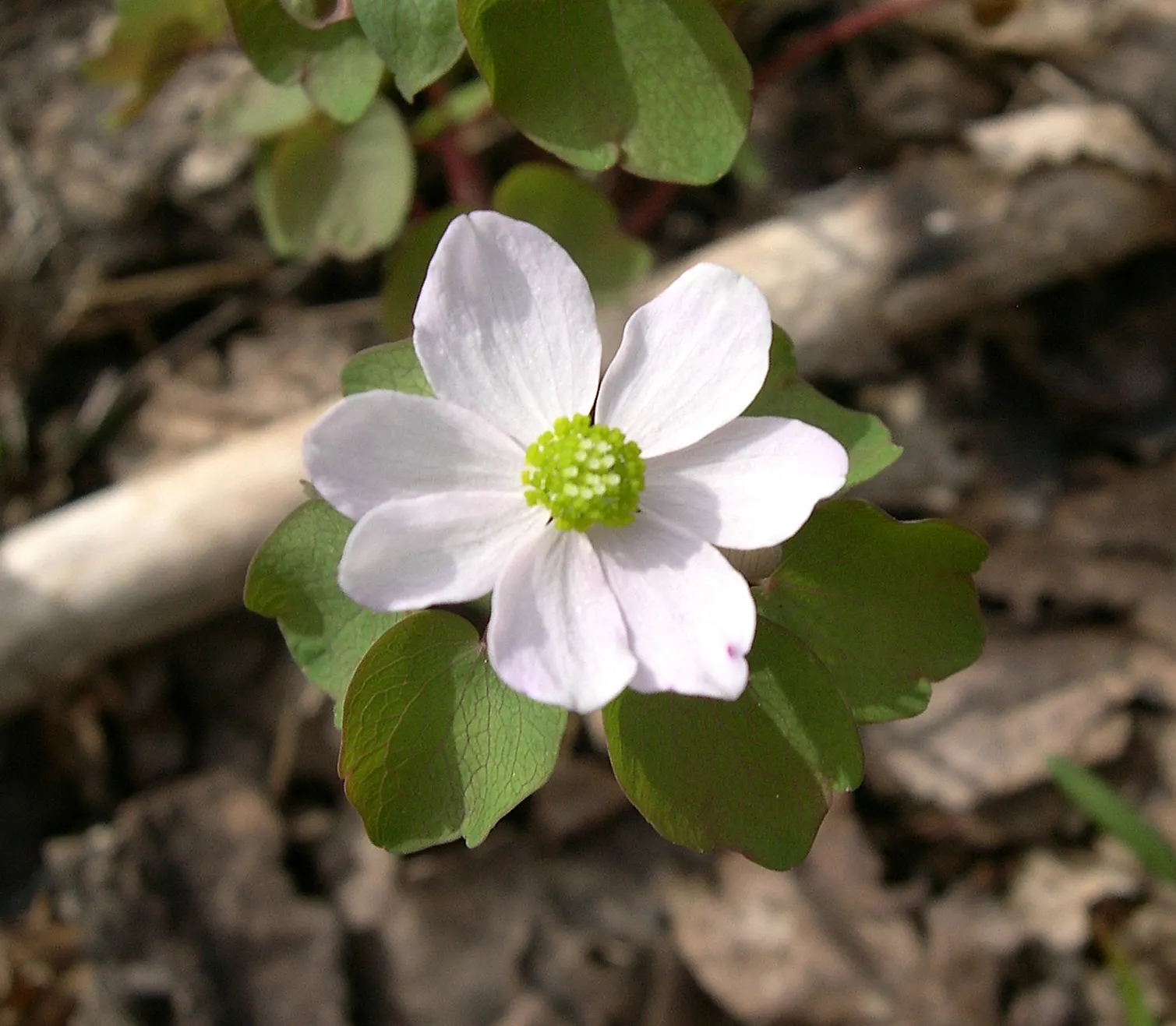 Rue Anemone (Anemonella Thalictroides) — Rue Anemone (Anemonella thalictroides) is a delicate, woodland perennial, thriving in partial to full shade