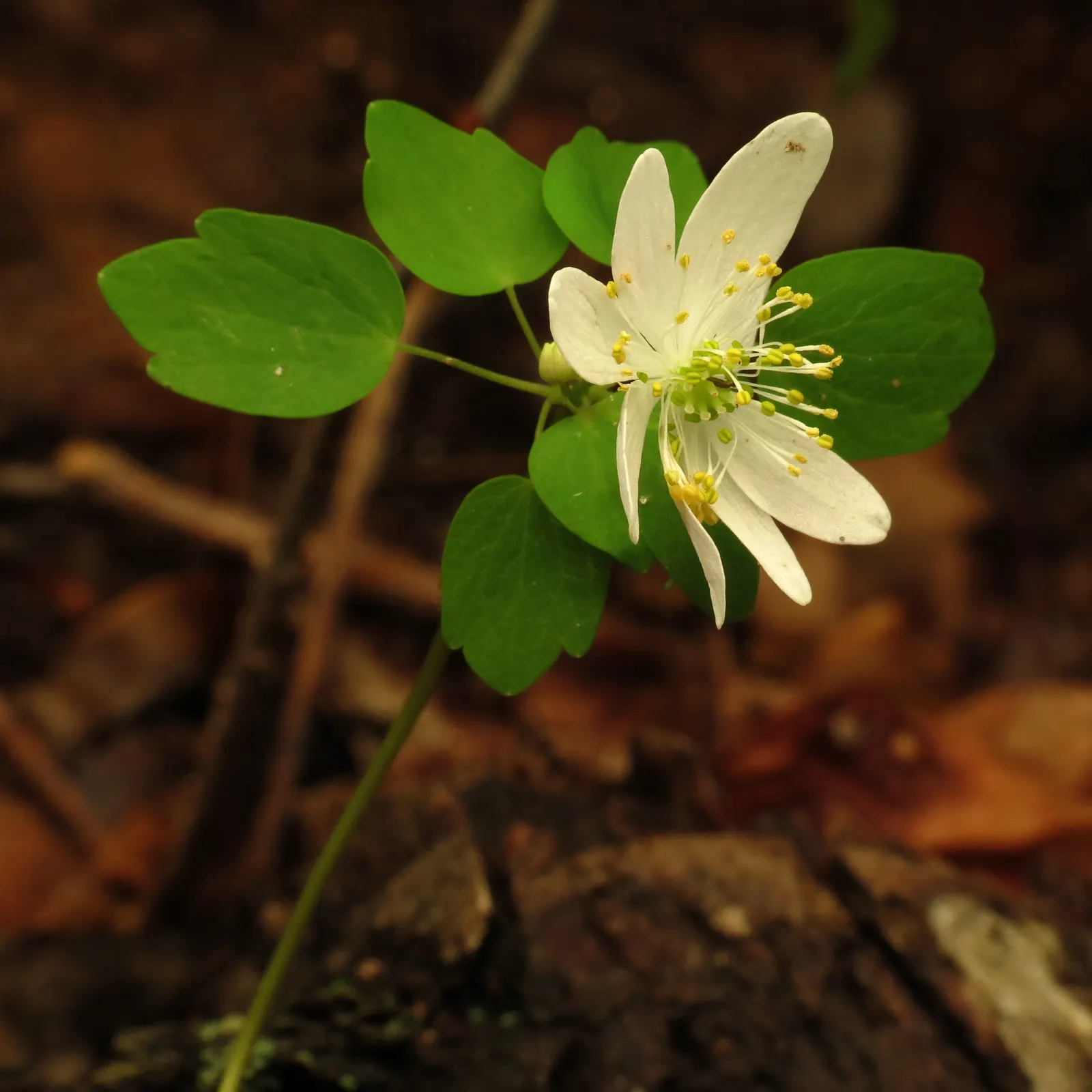 Rue Anemone (Anemonella Thalictroides) — Once established, Rue Anemone forms clumping mounds up to a foot in width; anemonella thalictroides is an, image 65