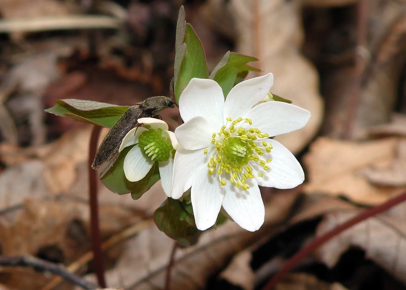 Rue Anemone (Anemonella Thalictroides) — generally making a presence from March through May.<br><br>Hardy in USDA zones 4 through 8; perennial with, image 86