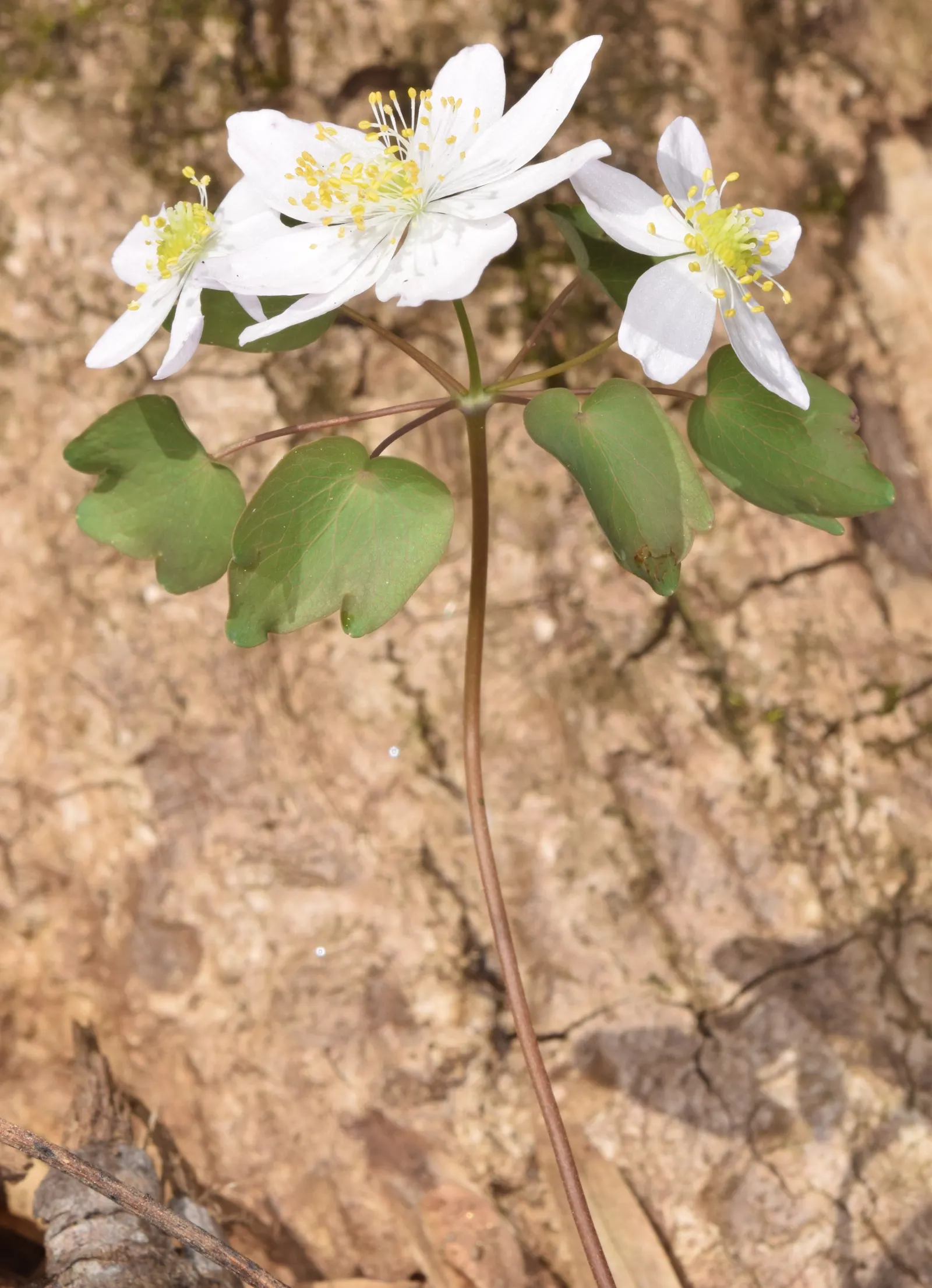 Rue Anemone (Anemonella Thalictroides) — scientifically known as Anemonella thalictroides