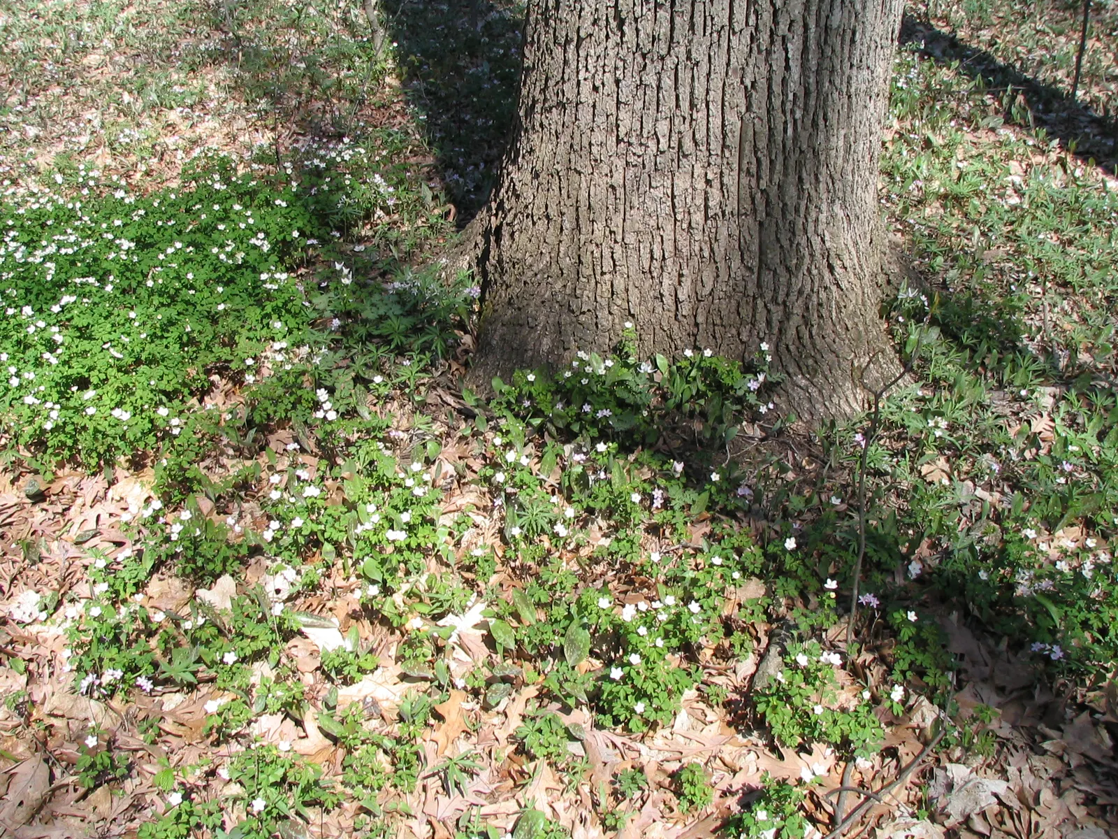Rue Anemone (Anemonella Thalictroides) — Once established, Rue Anemone forms clumping mounds up to a foot in width