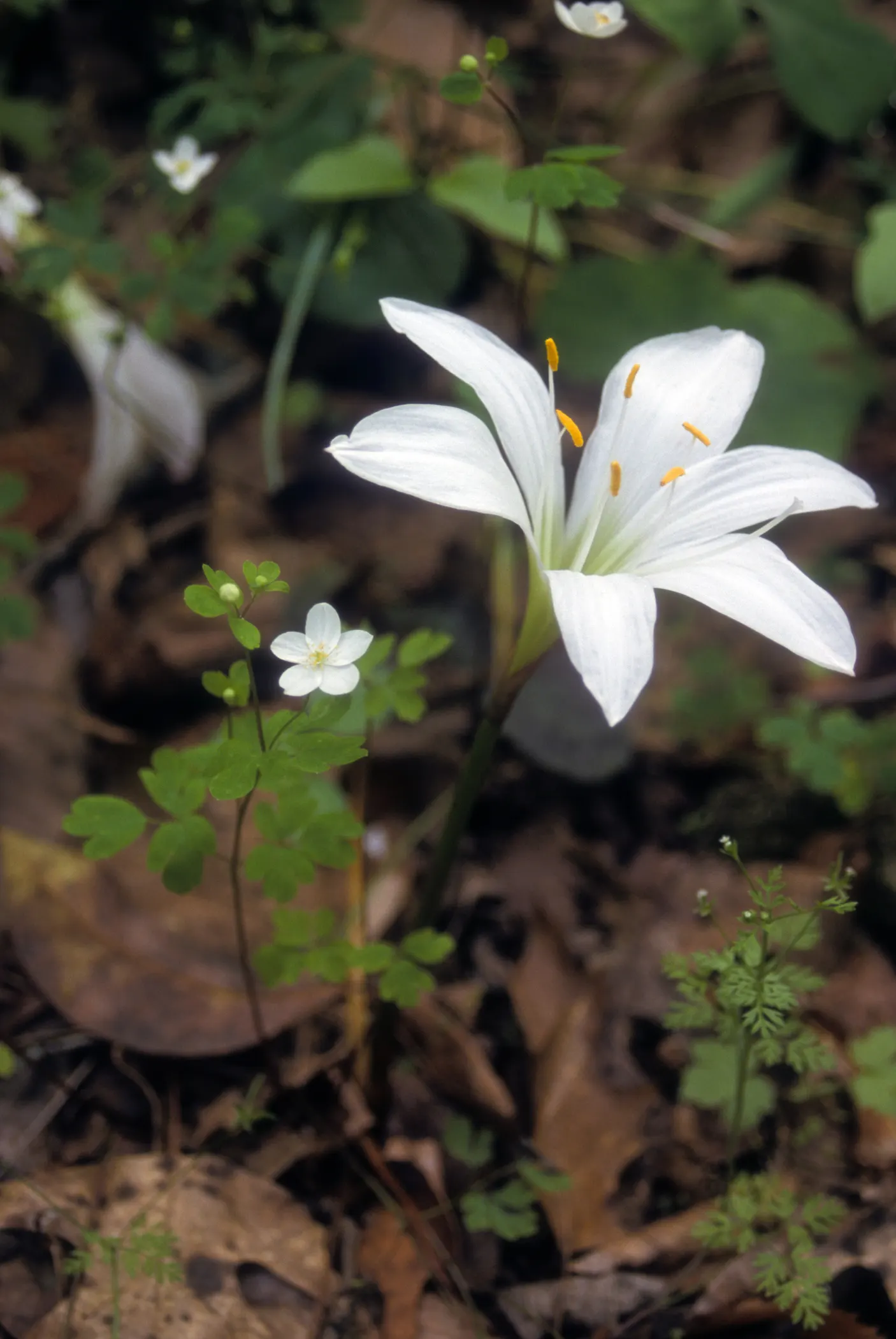 Rue Anemone (Anemonella Thalictroides) — scientifically known as Anemonella thalictroides; this perennial prefers well-drained