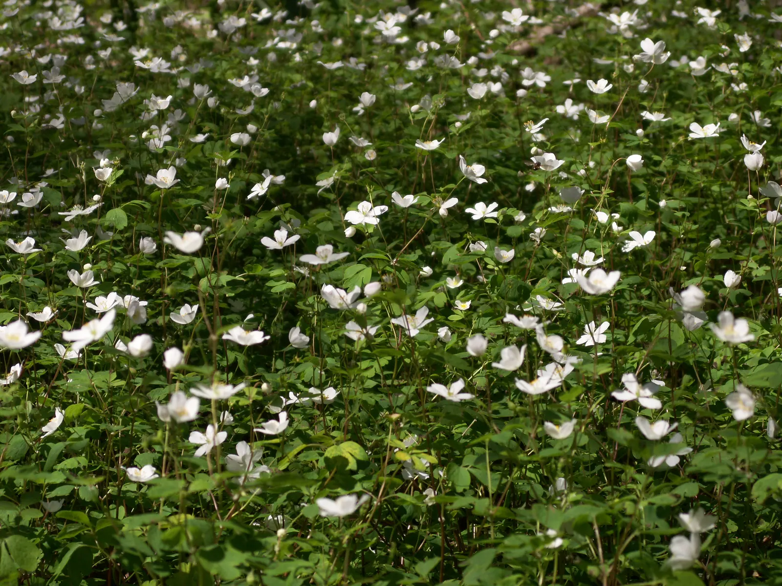 Rue Anemone (Anemonella Thalictroides) — though it should be noted that it does not tolerate wet feet; each with a sunny yellow center, image 91