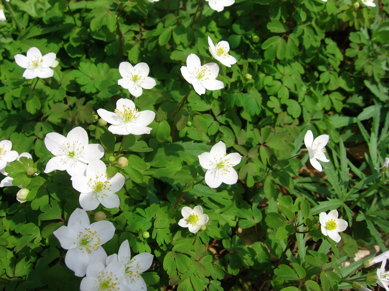 Rue Anemone (Anemonella Thalictroides) — though it should be noted that it does not tolerate wet feet; each with a sunny yellow center, image 67