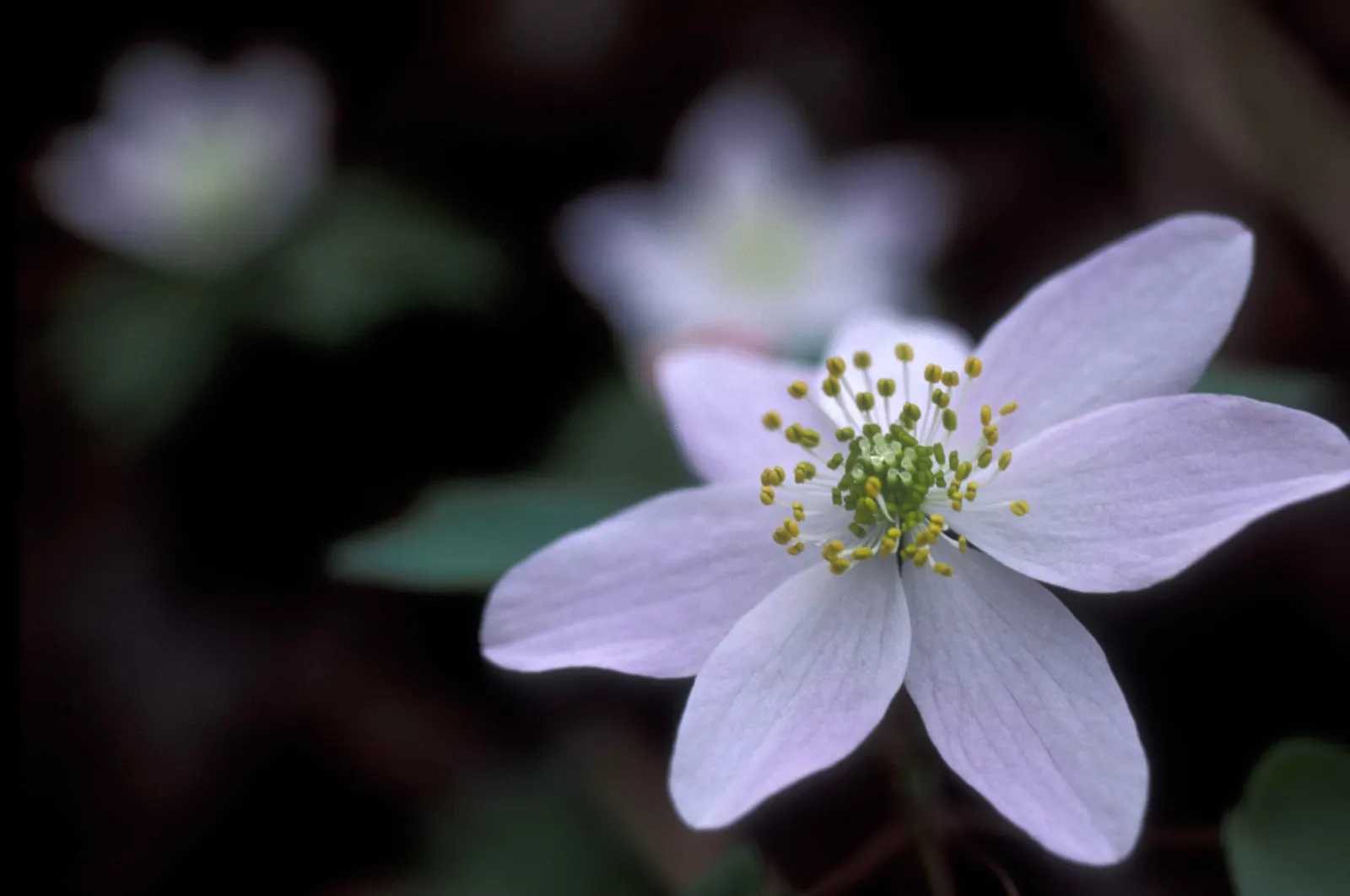 Rue Anemone (Anemonella Thalictroides) — perennial for full or half; offering early-season blooms and compatibility with other shade-loving perennials such as