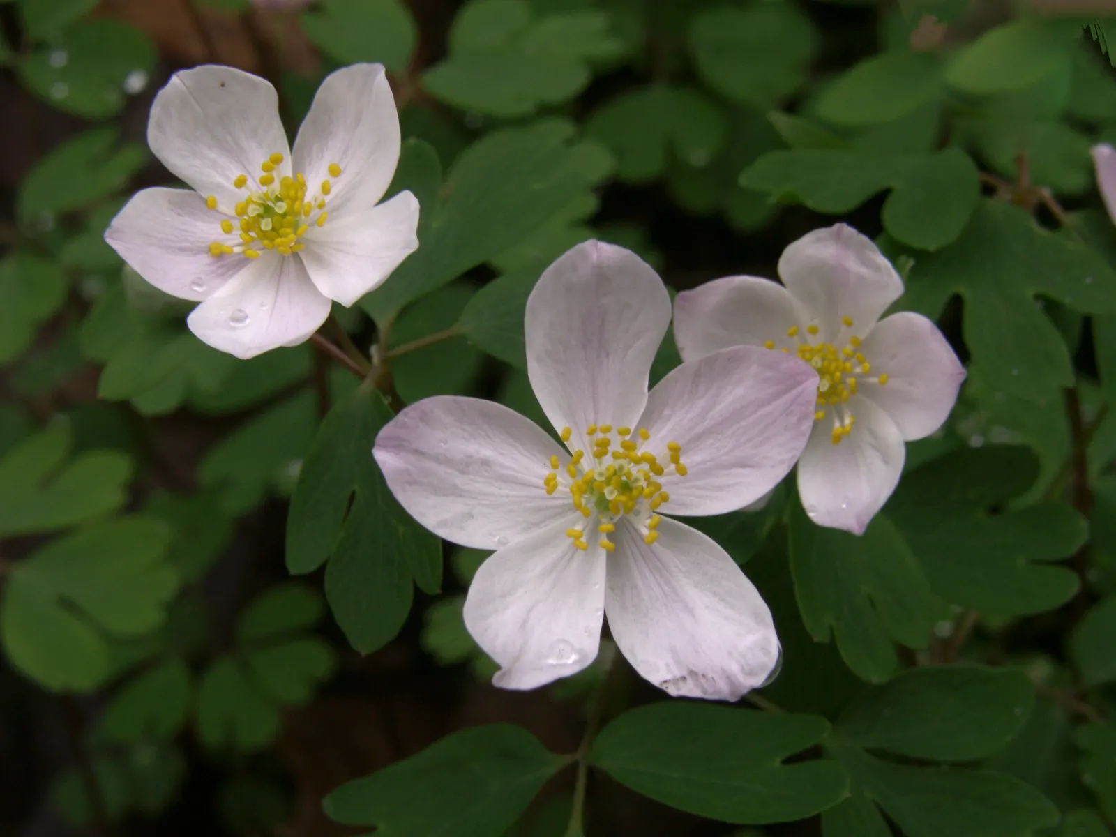 Rue Anemone (Anemonella Thalictroides) — Featuring lacy, basal foliage similar to meadow rue, it reaches 6-9 inches in height; are held aloft by slender