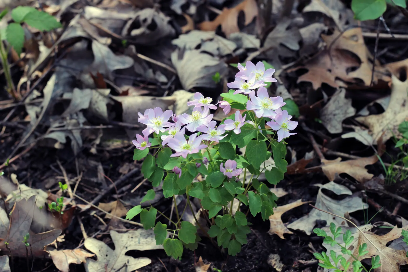 Rue Anemone (Anemonella Thalictroides) — Rue Anemone (Anemonella thalictroides) is a delicate, woodland perennial, thriving in partial to full, image 97