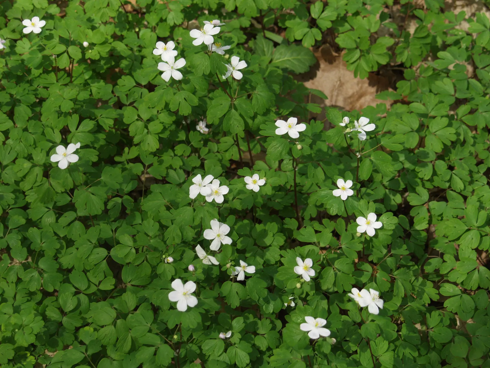 Rue Anemone (Anemonella Thalictroides) — cup-shaped flowers that range in color from pure white to soft pink; wiry stems that rise above the, image 81
