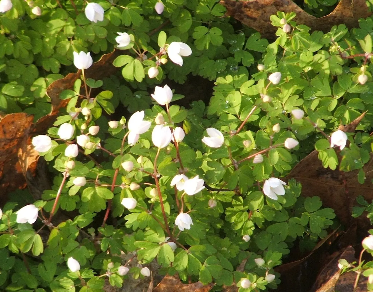 Rue Anemone (Anemonella Thalictroides) — the Rue Anemone displays charming; ideal for naturalized areas, it is a low-maintenance choice for adding, image 80
