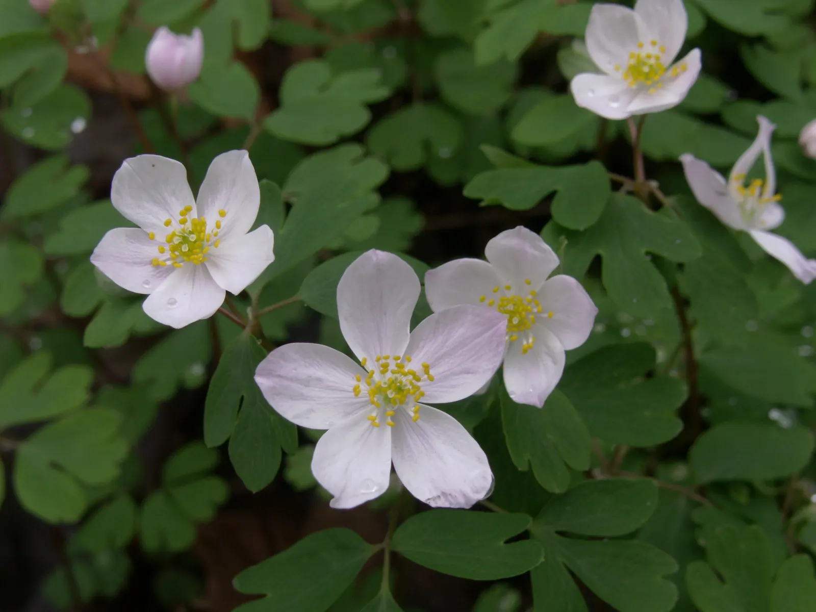 Rue Anemone (Anemonella Thalictroides) — though it should be noted that it does not tolerate wet feet