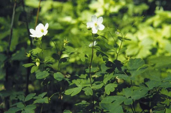 Rue Anemone (Anemonella Thalictroides) — each with a sunny yellow center