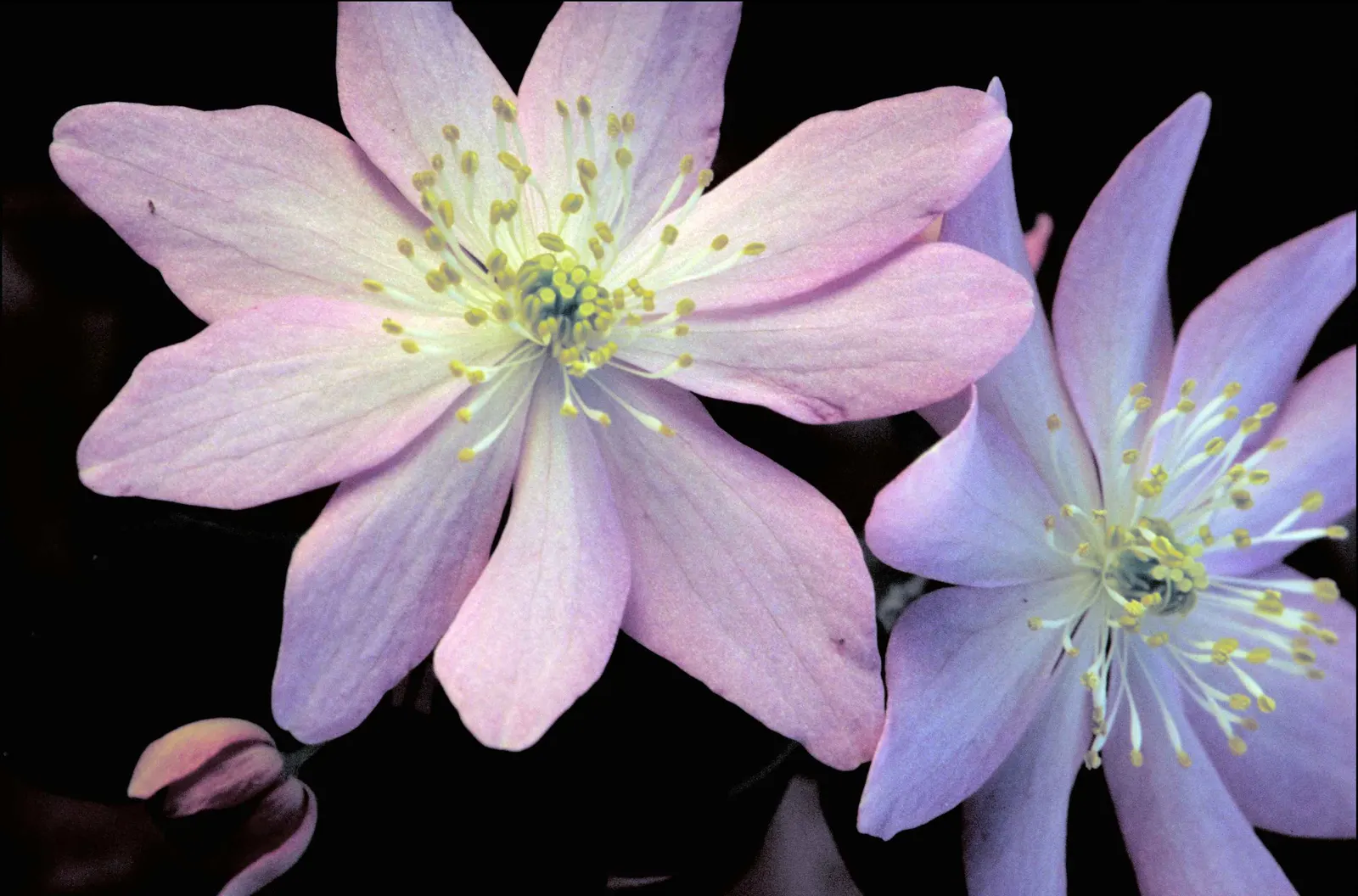 Rue Anemone (Anemonella Thalictroides) — native woodland perennial that fits exquisitely into a shaded garden design; pink flowers in the garden
