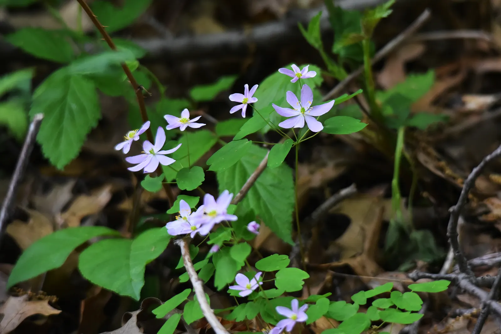 Rue Anemone (Anemonella Thalictroides) — this perennial prefers well-drained; scientifically known as Anemonella thalictroides, image 87