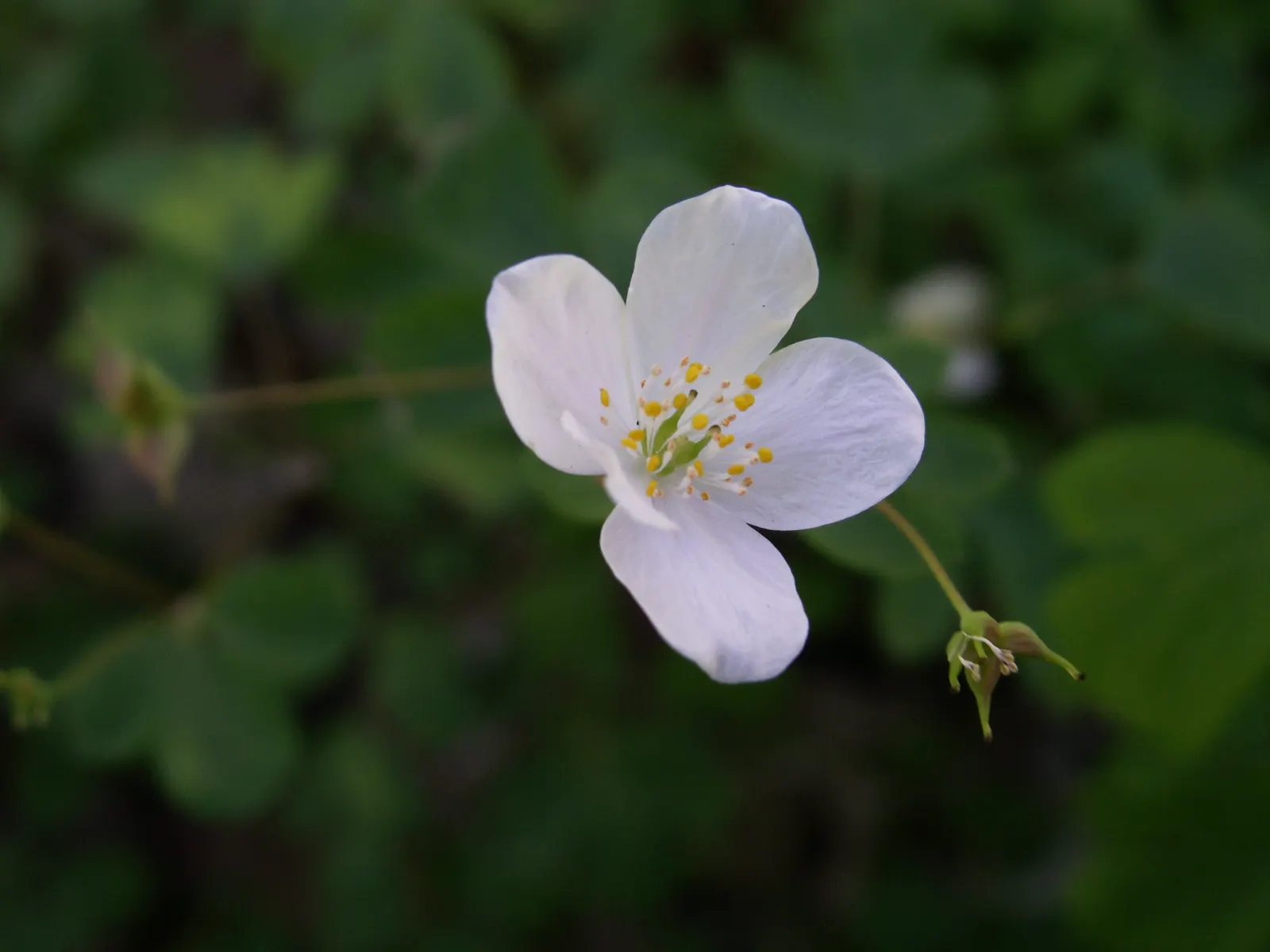 Rue Anemone (Anemonella Thalictroides) — generally making a presence from March through May.<br><br>Hardy in USDA zones 4 through 8