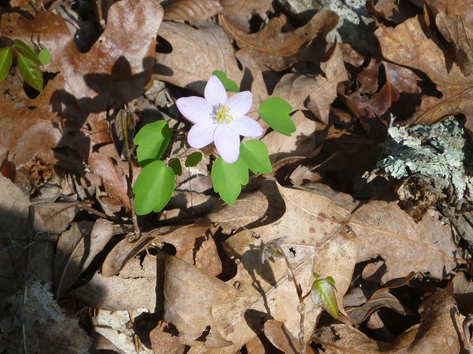 Rue Anemone (Anemonella Thalictroides) — native woodland perennial that fits exquisitely into a shaded garden design